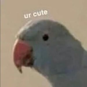 Meet your Posher, Joe